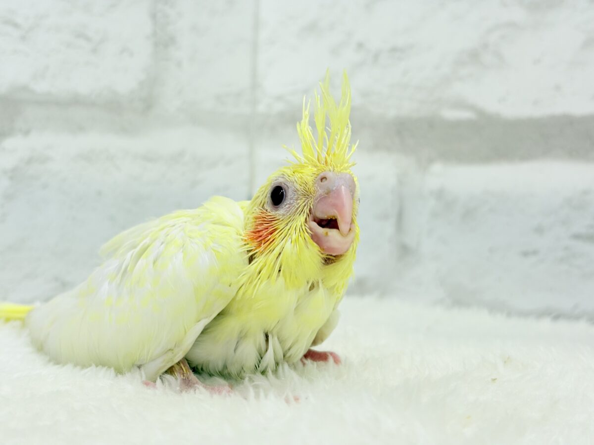 オカメインコ