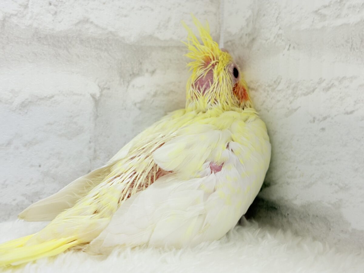 オカメインコ