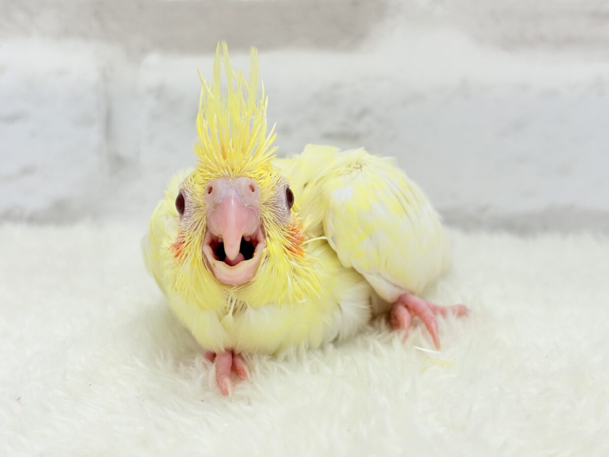 オカメインコ