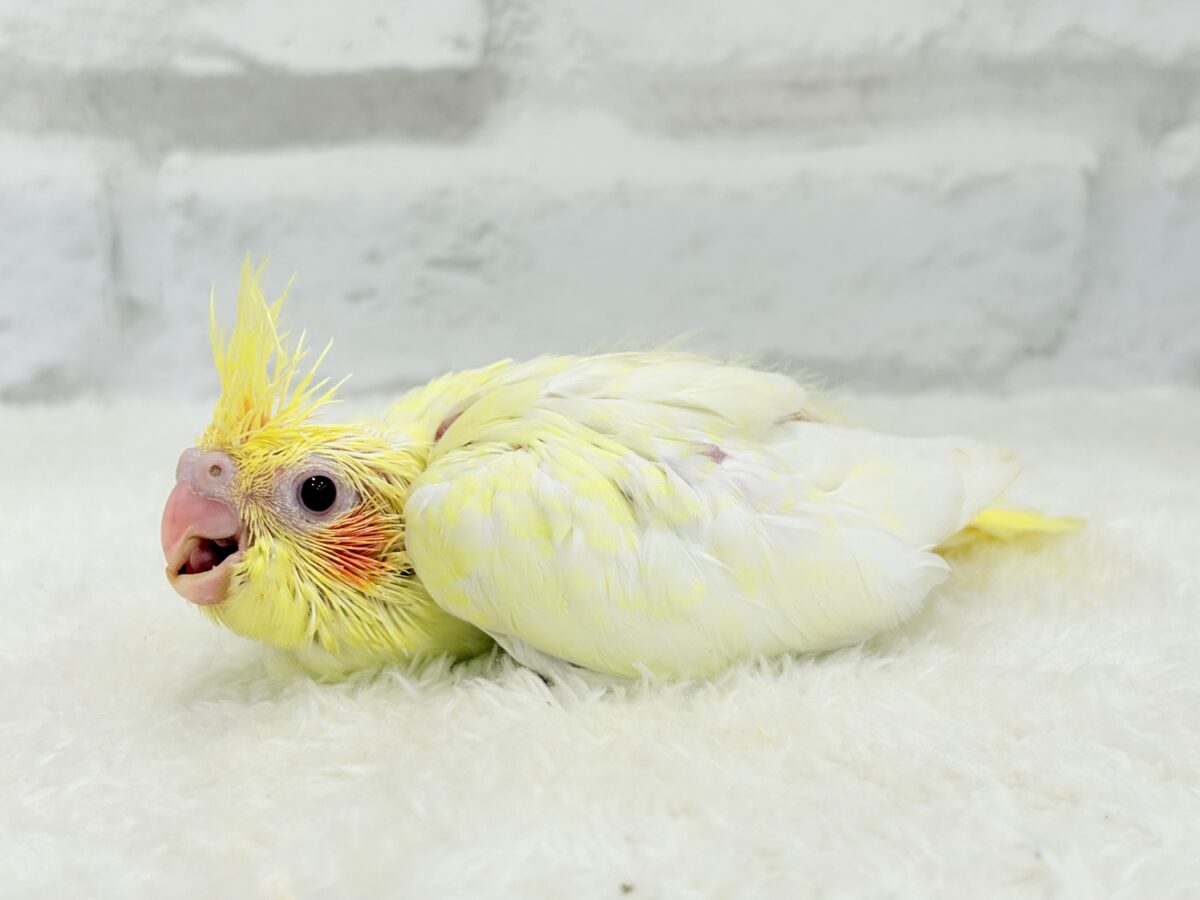 オカメインコ