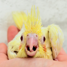 短い冠羽が花冠みたい🐣🌼オカメインコ(ルチノーパール) ヒナ