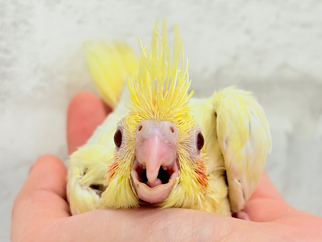 短い冠羽が花冠みたい🐣🌼オカメインコ(ルチノーパール) ヒナ