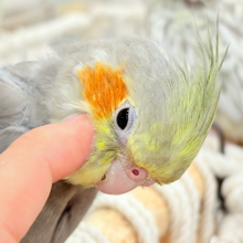 【最新画像更新🪄】毎日肩の上まで冒険するよ🐥🏕オカメインコ(ノーマル)