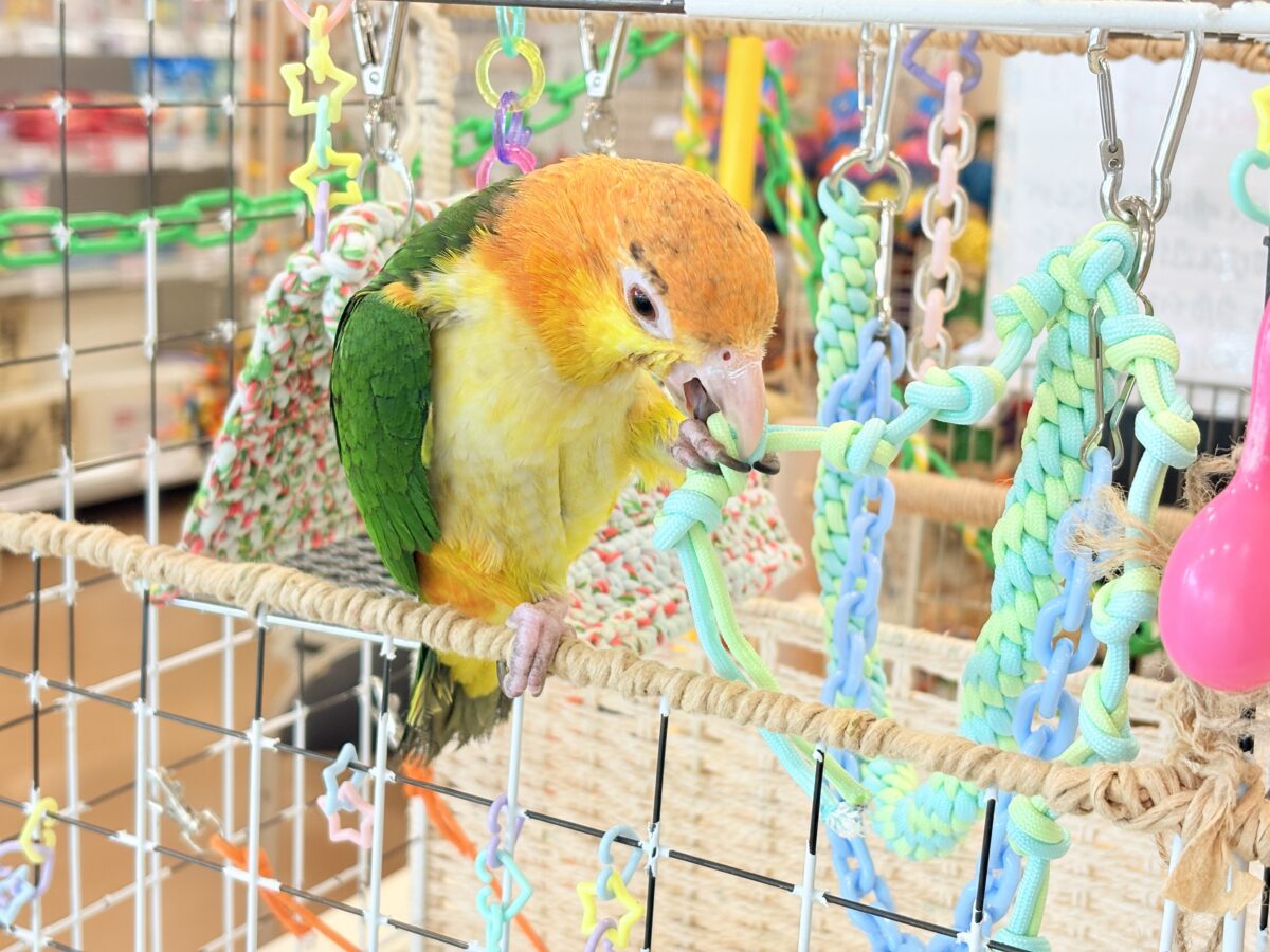 シロハラインコ