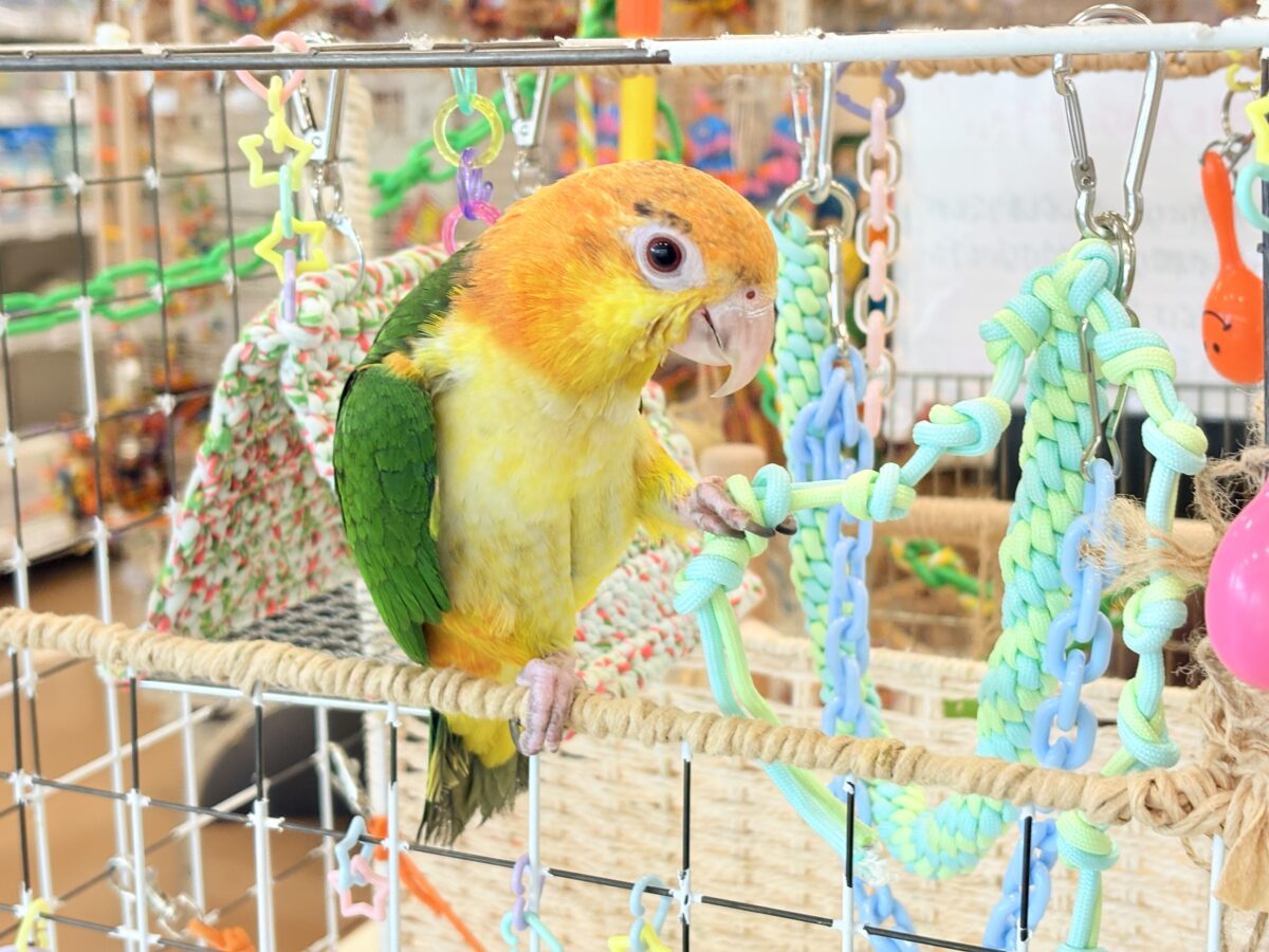 シロハラインコ