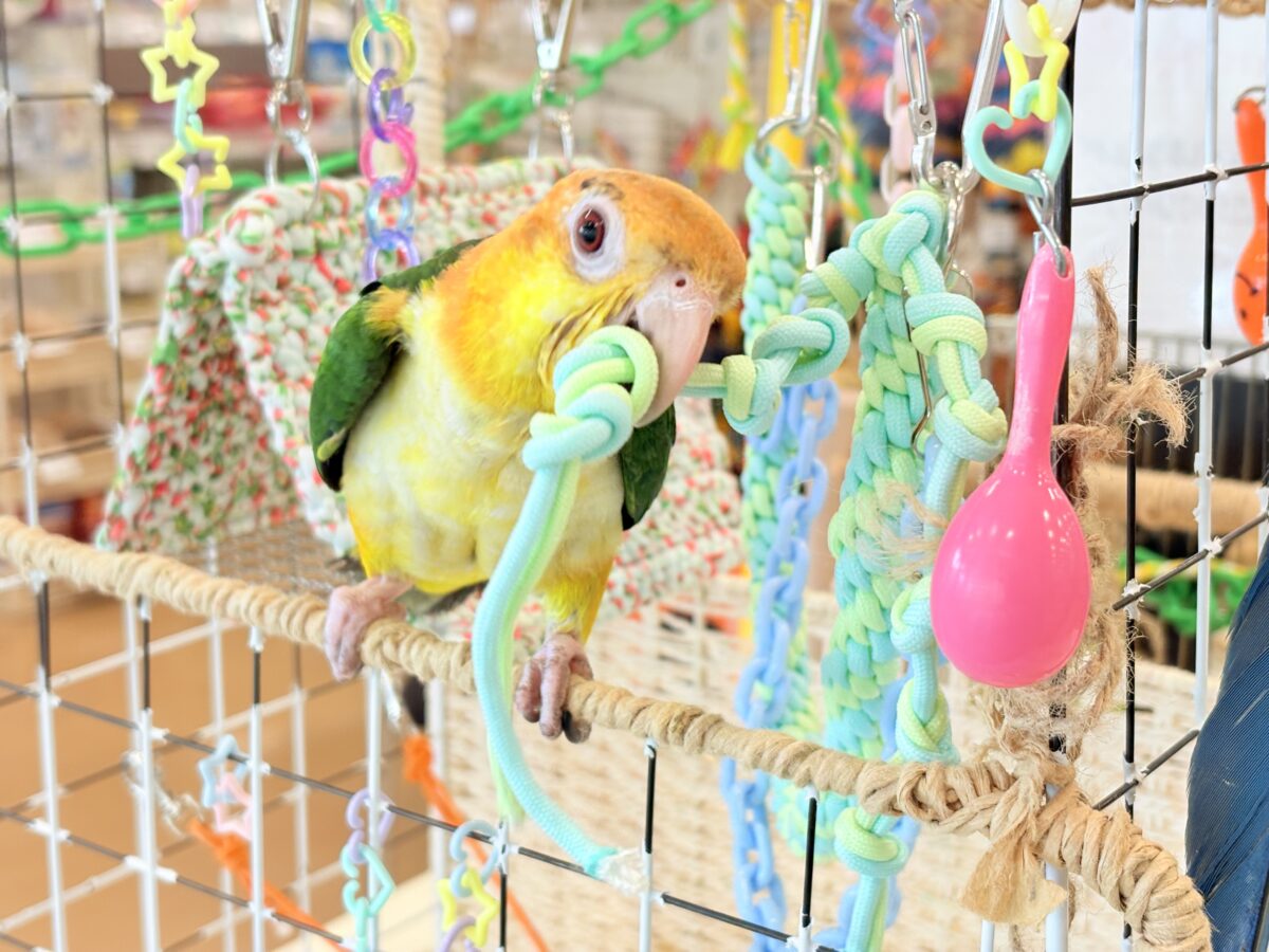 シロハラインコ