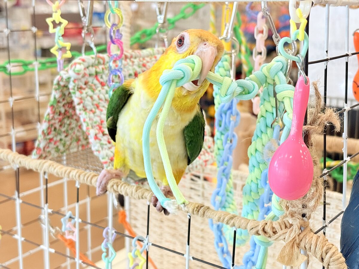 シロハラインコ