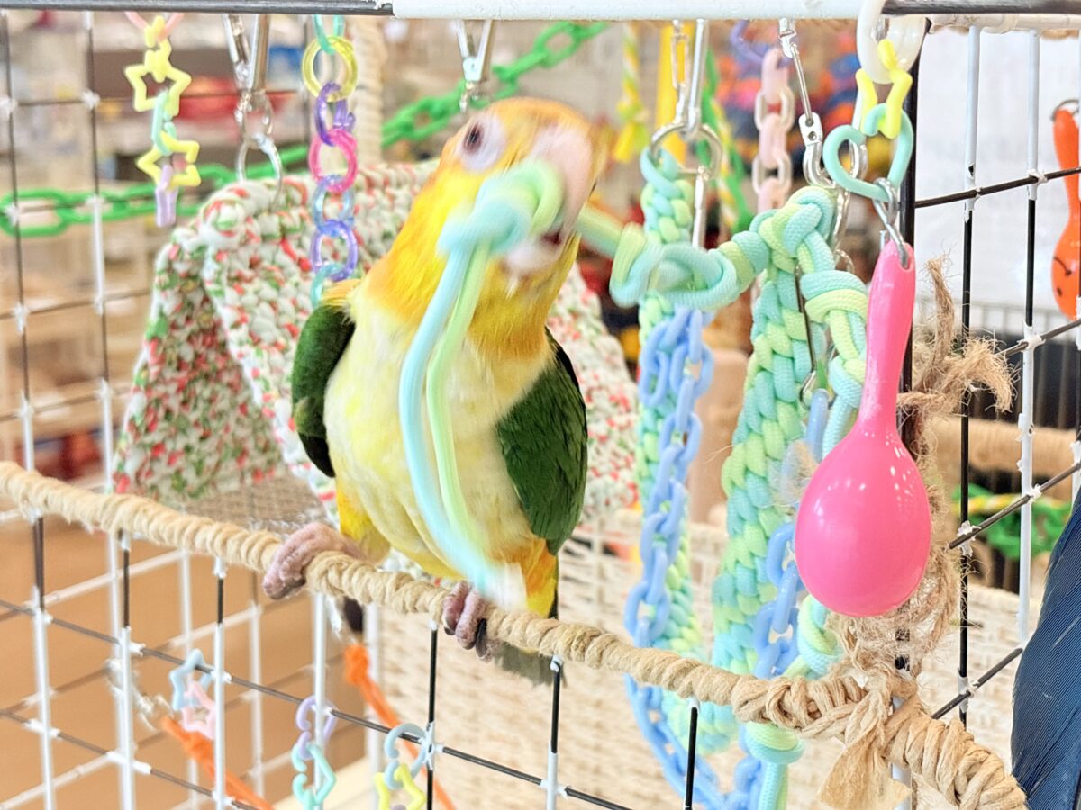 シロハラインコ