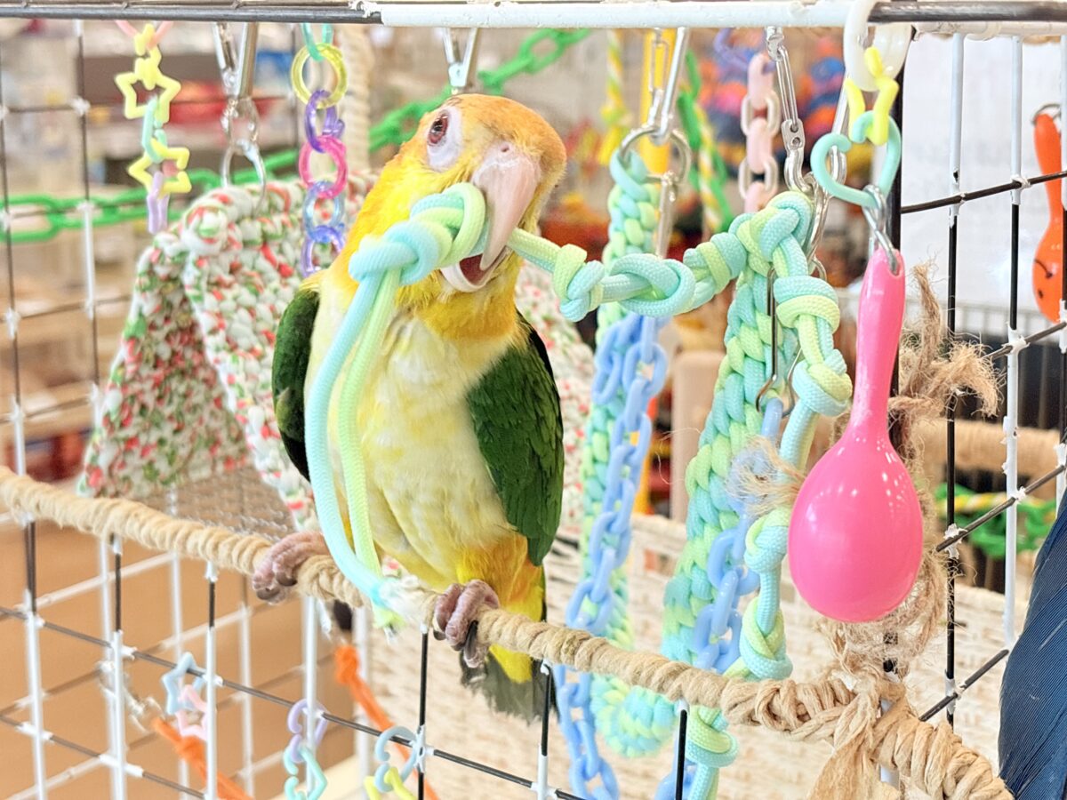 シロハラインコ