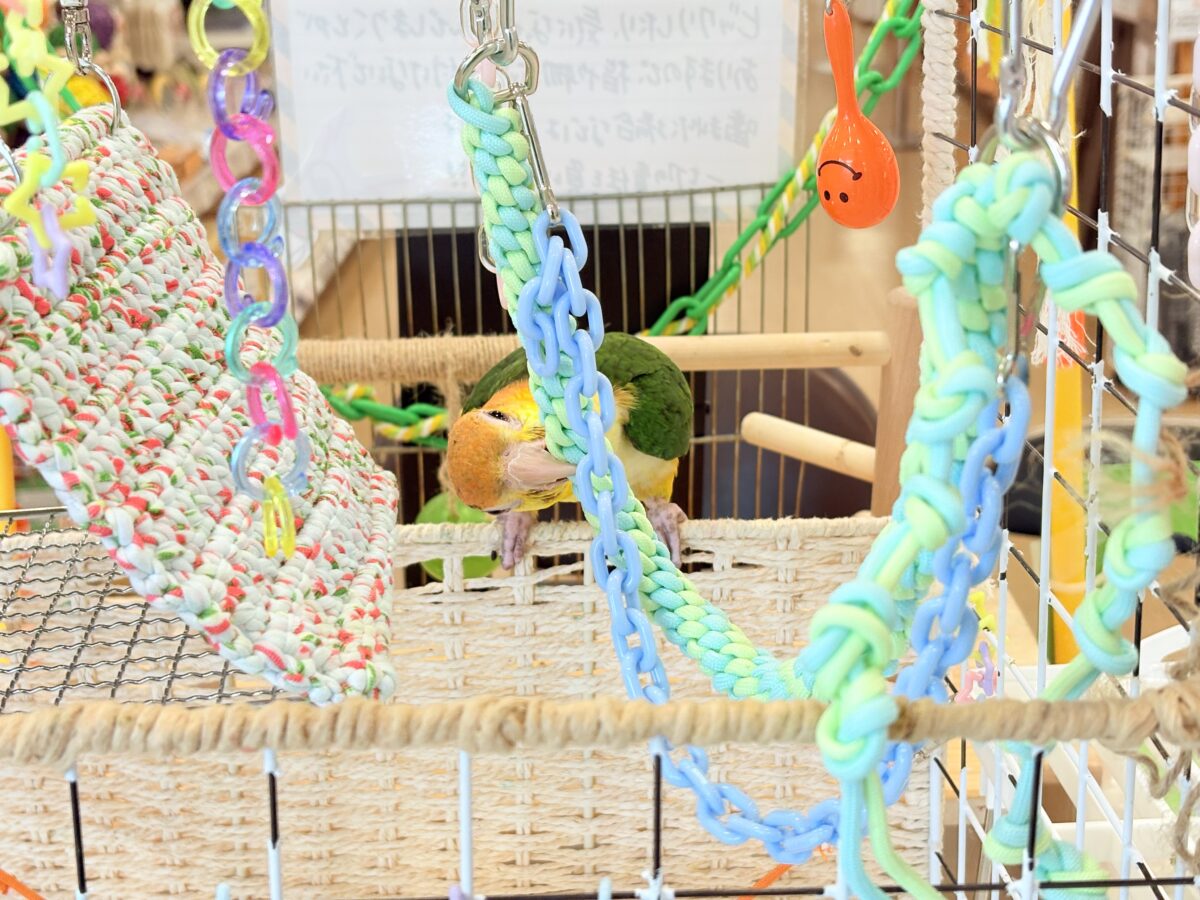 シロハラインコ