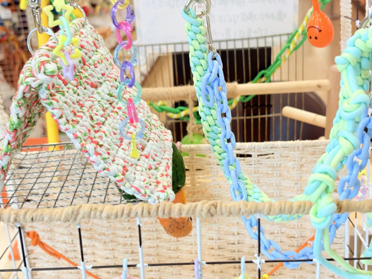 シロハラインコ