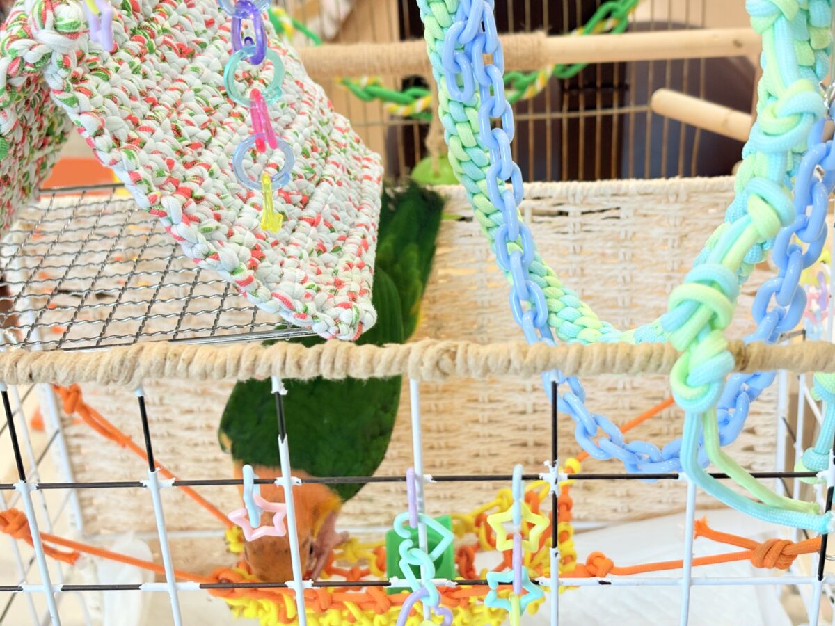 シロハラインコ