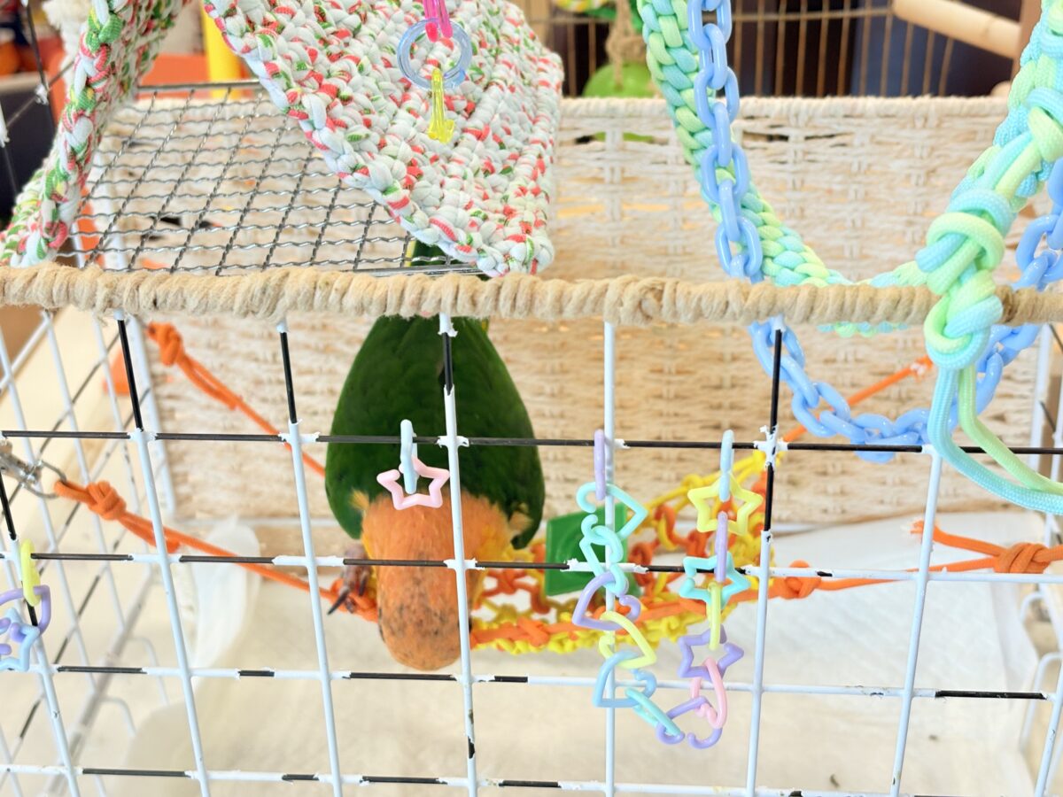 シロハラインコ