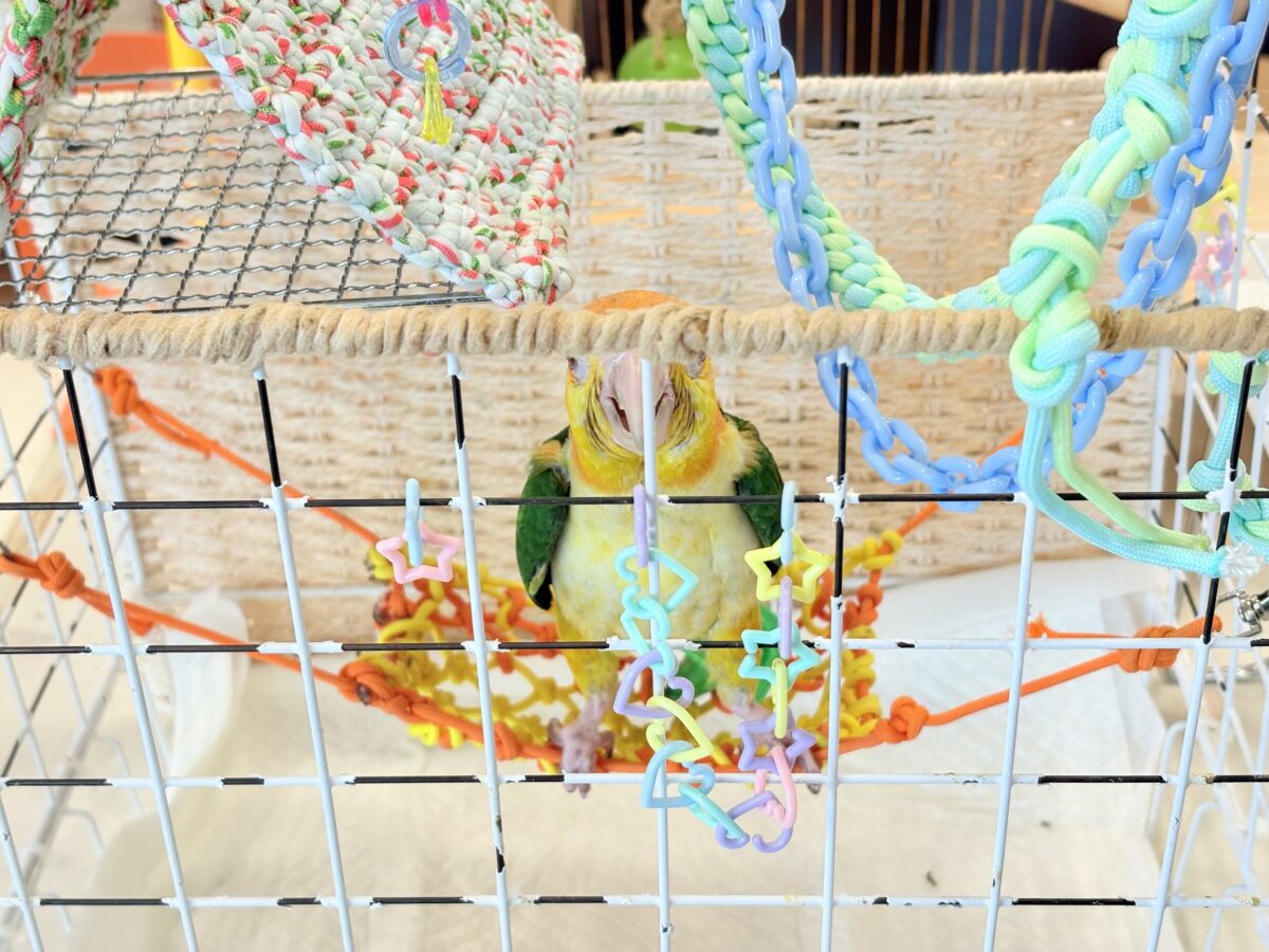 シロハラインコ