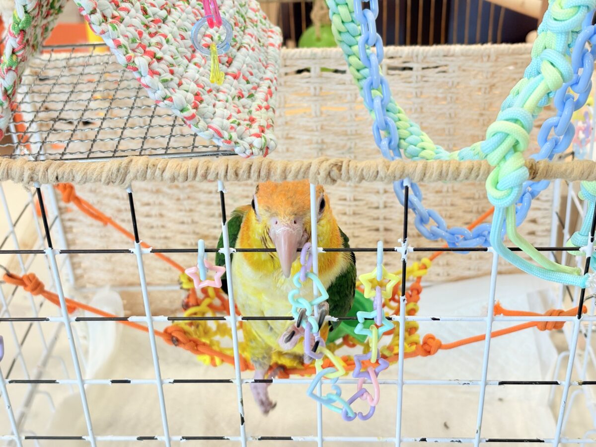 シロハラインコ