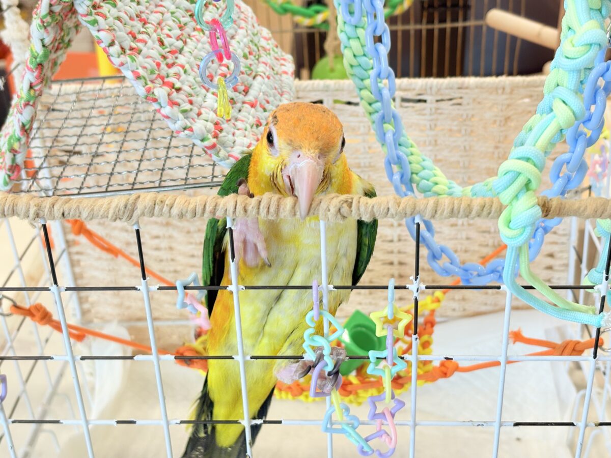 シロハラインコ