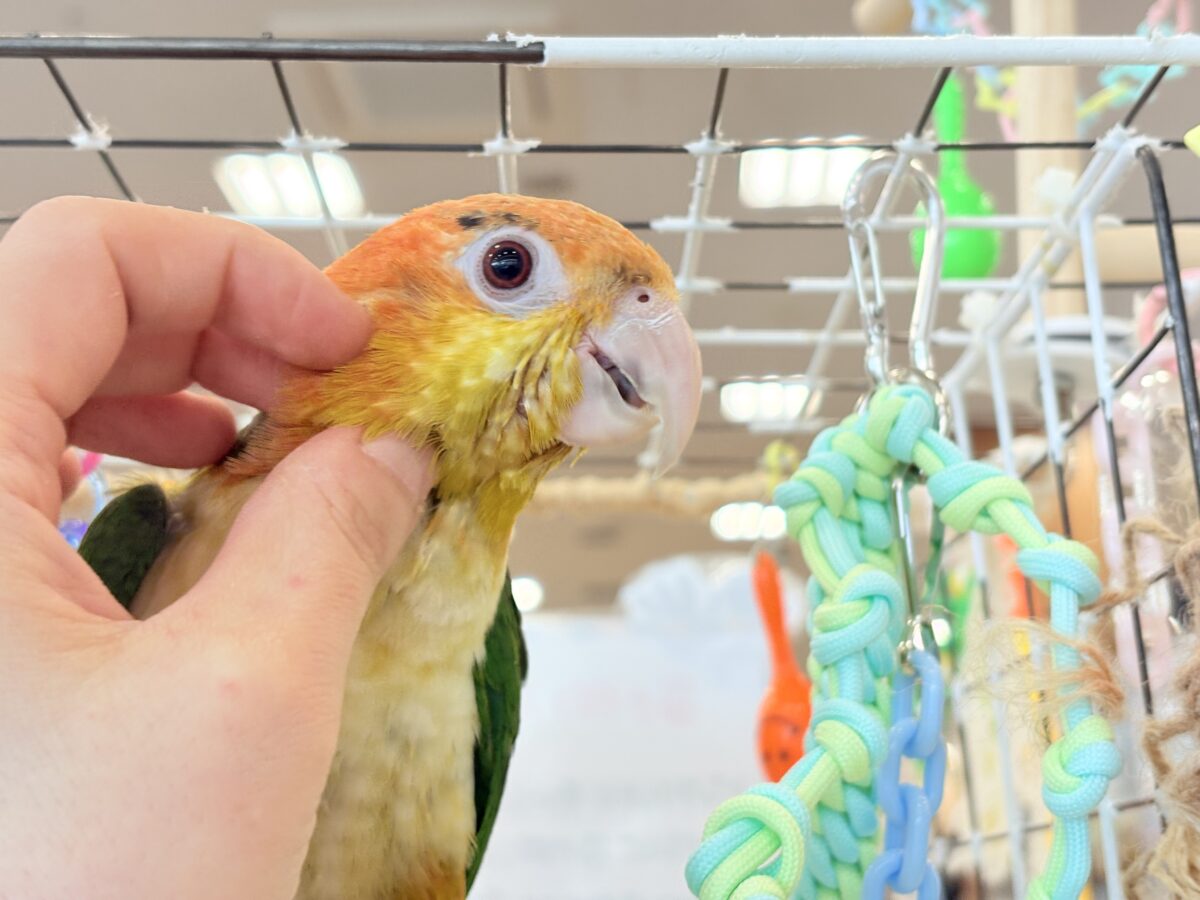 シロハラインコ