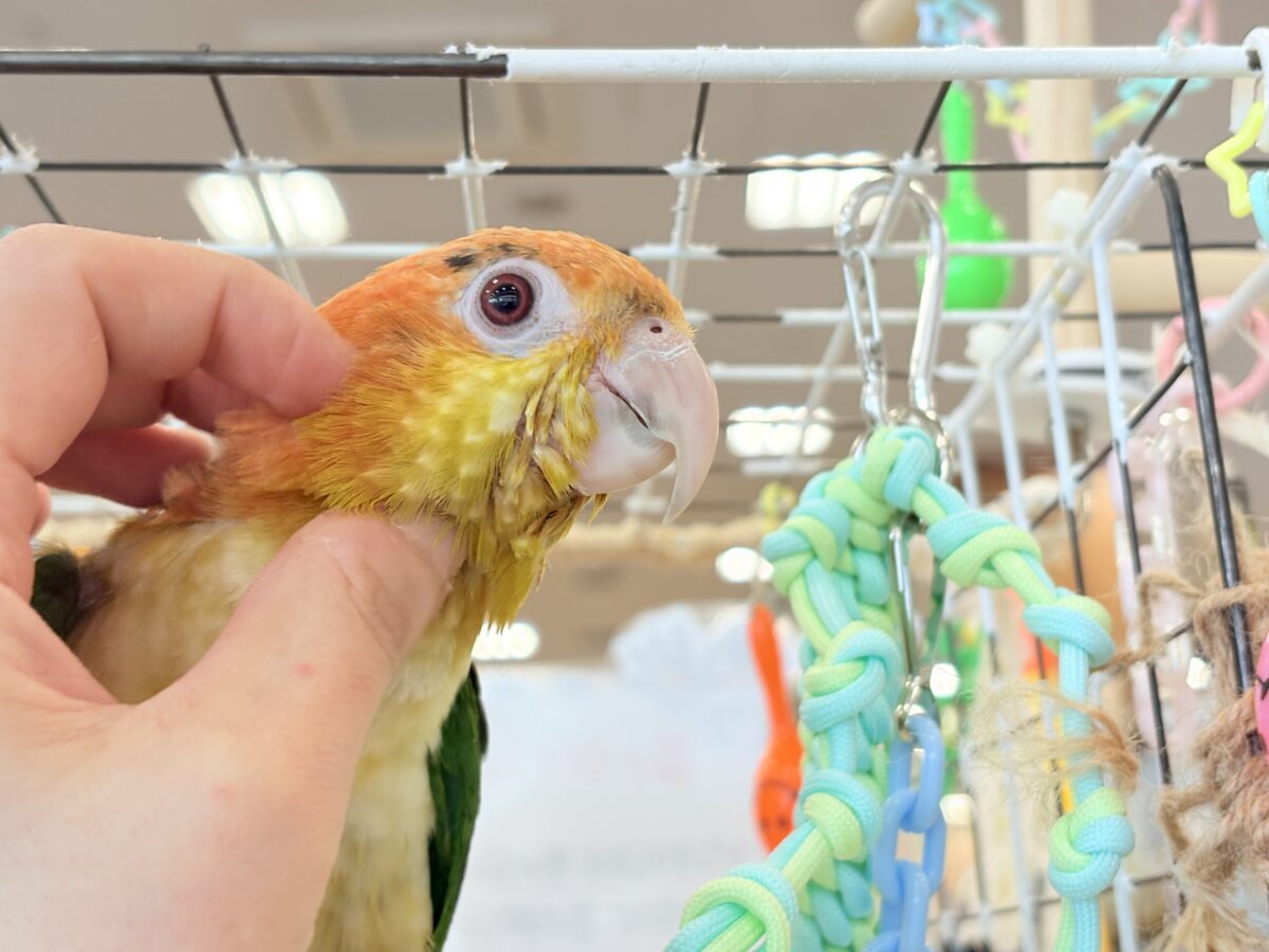 シロハラインコ