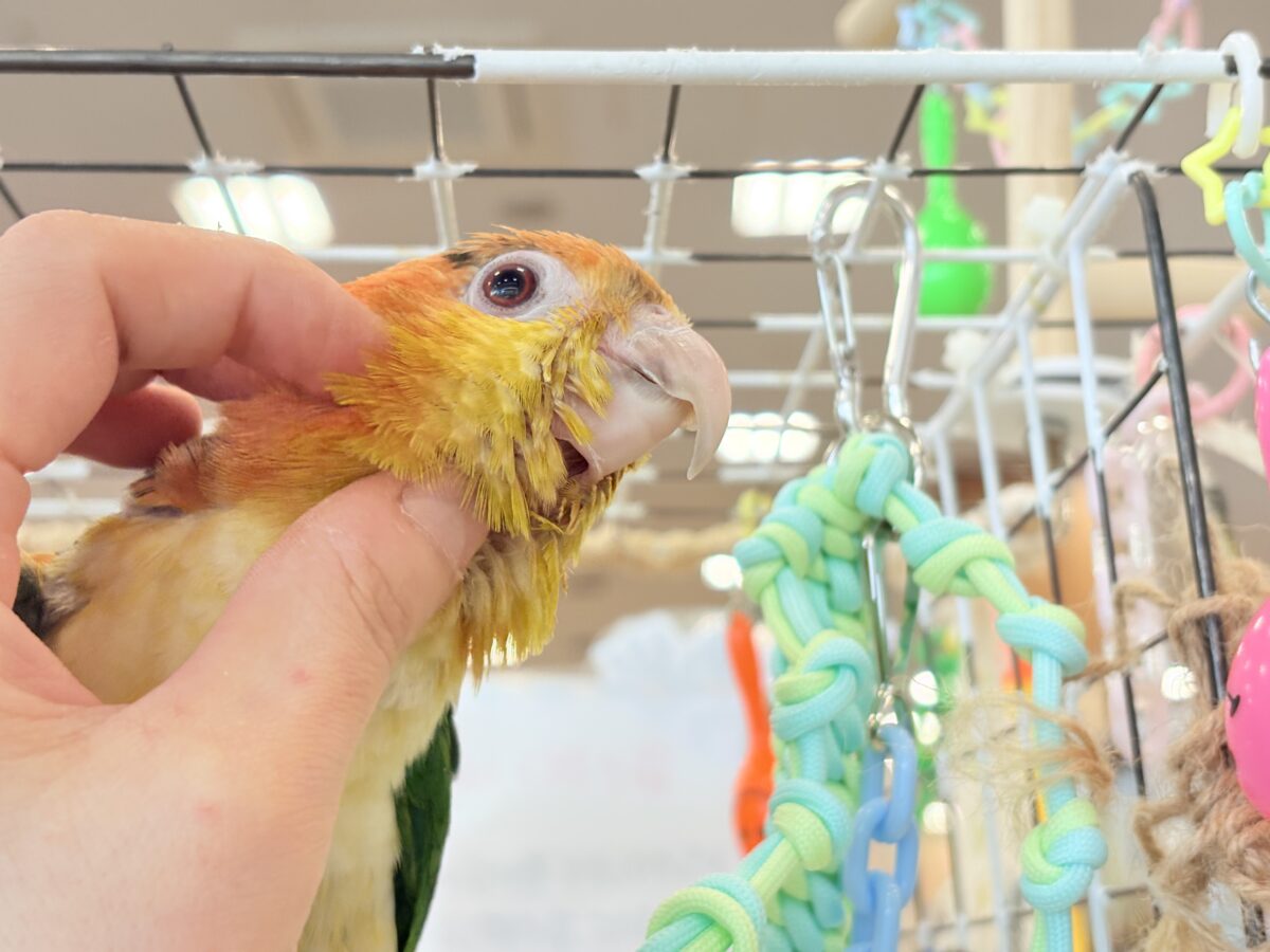 シロハラインコ