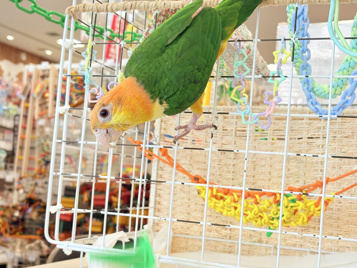 シロハラインコ