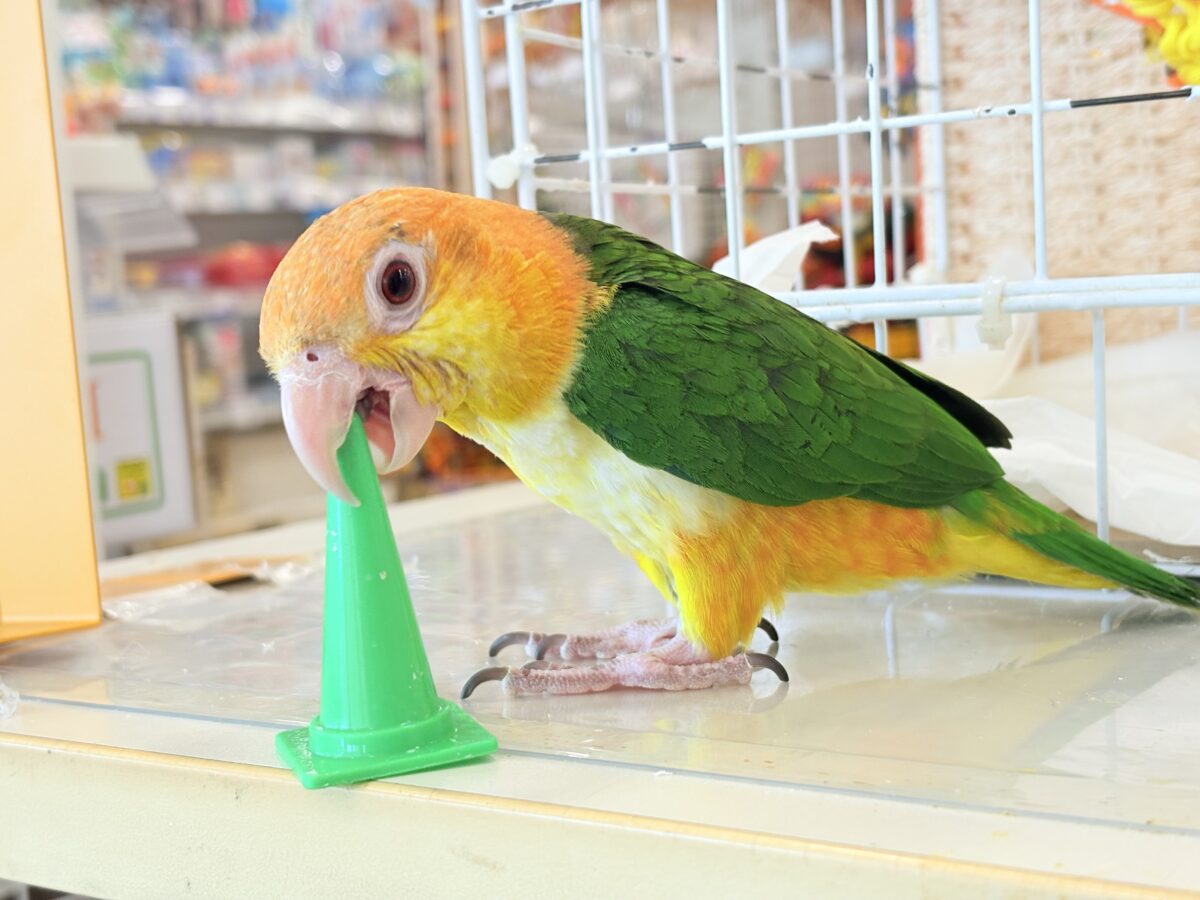 シロハラインコ