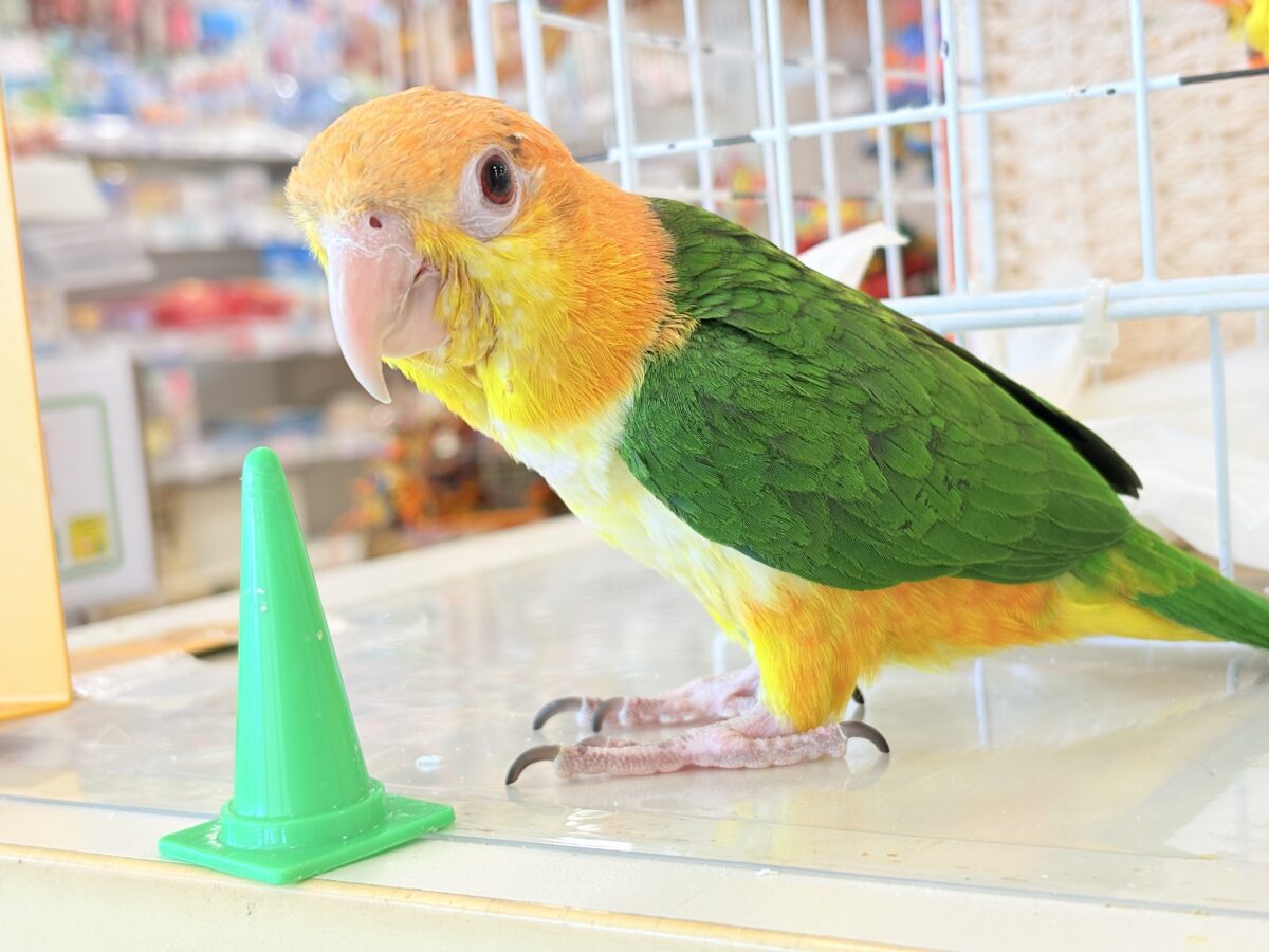 シロハラインコ