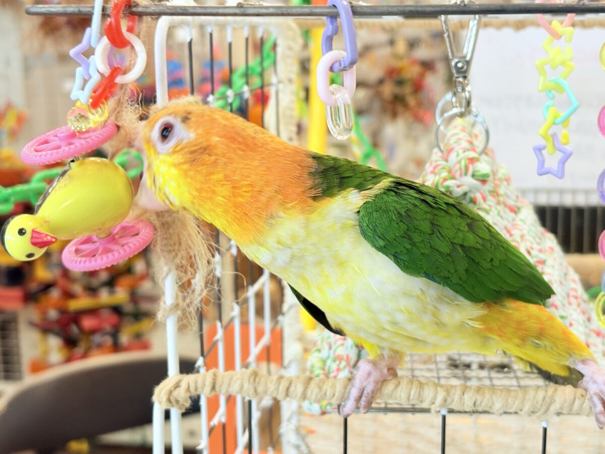 シロハラインコ