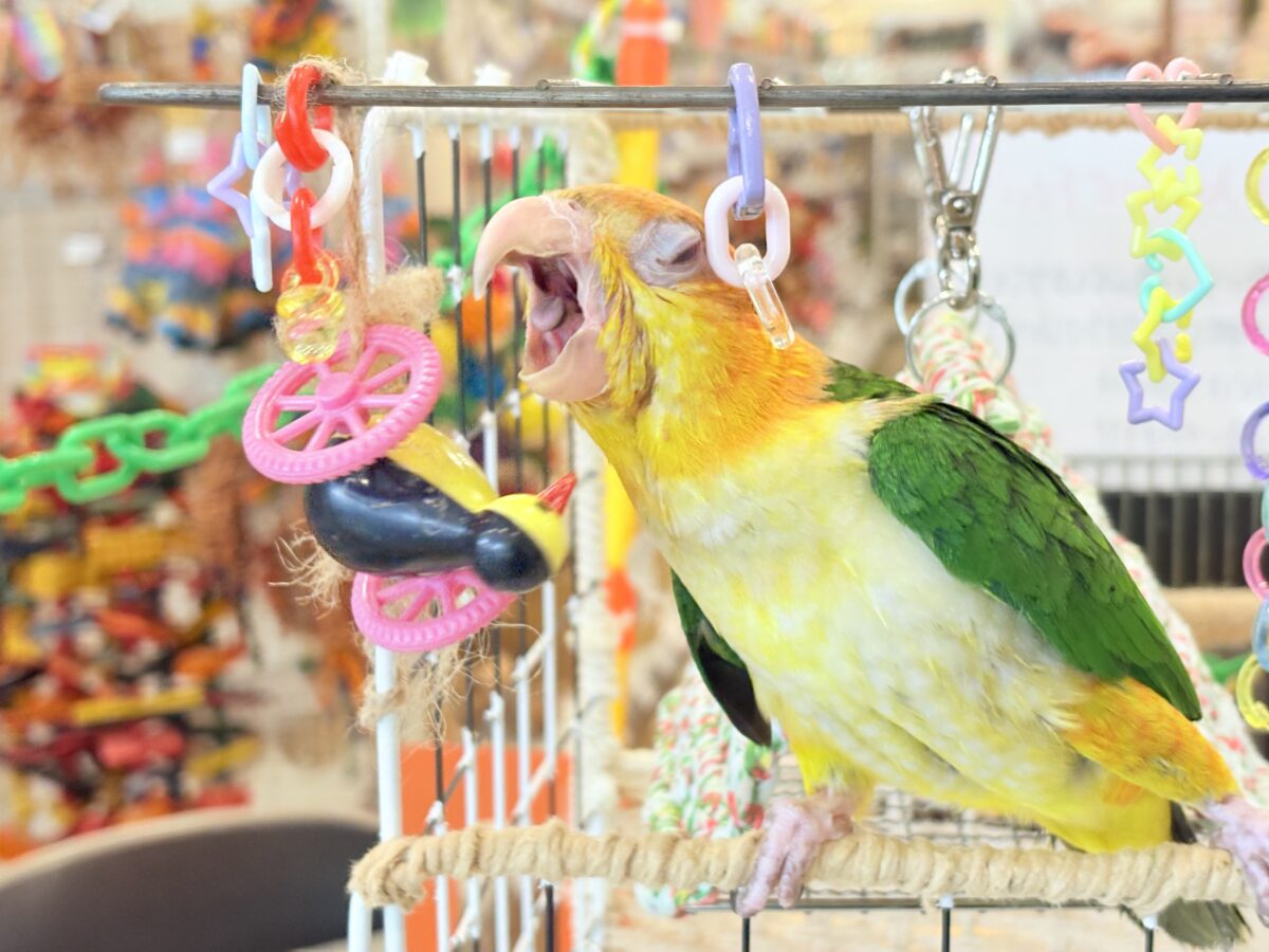 シロハラインコ