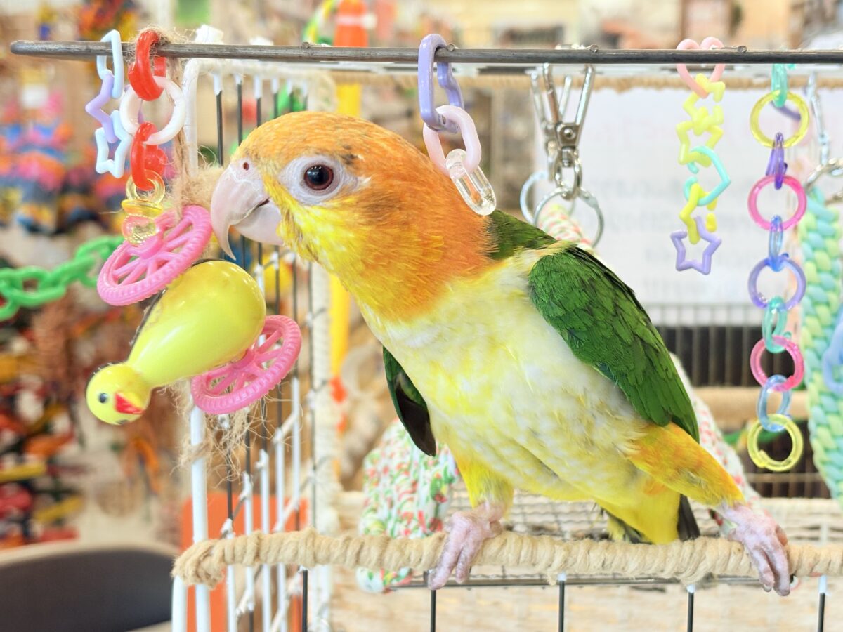 シロハラインコ