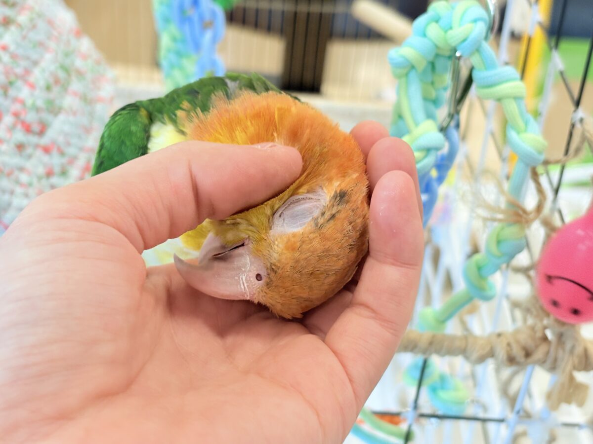 シロハラインコ