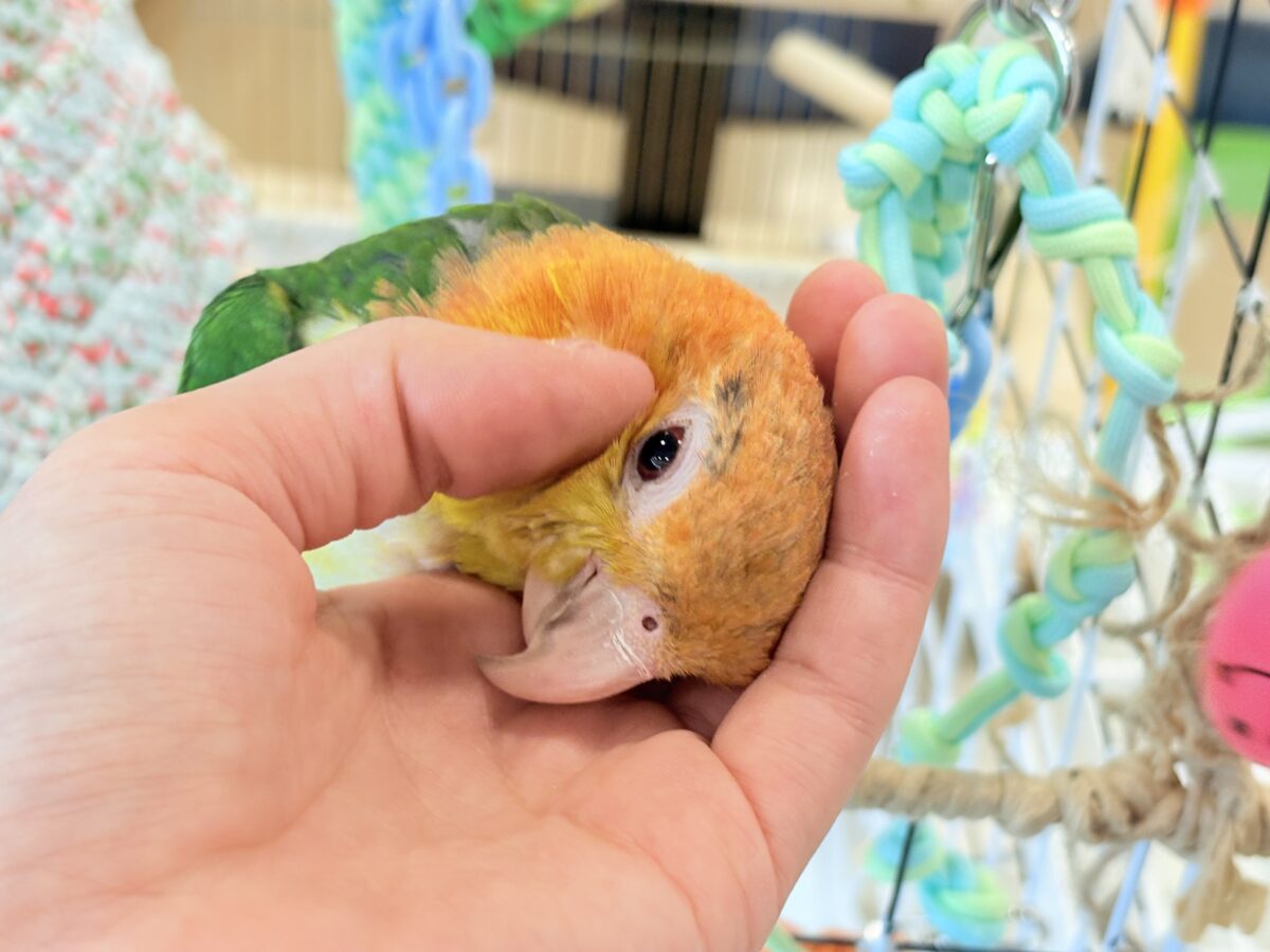 シロハラインコ