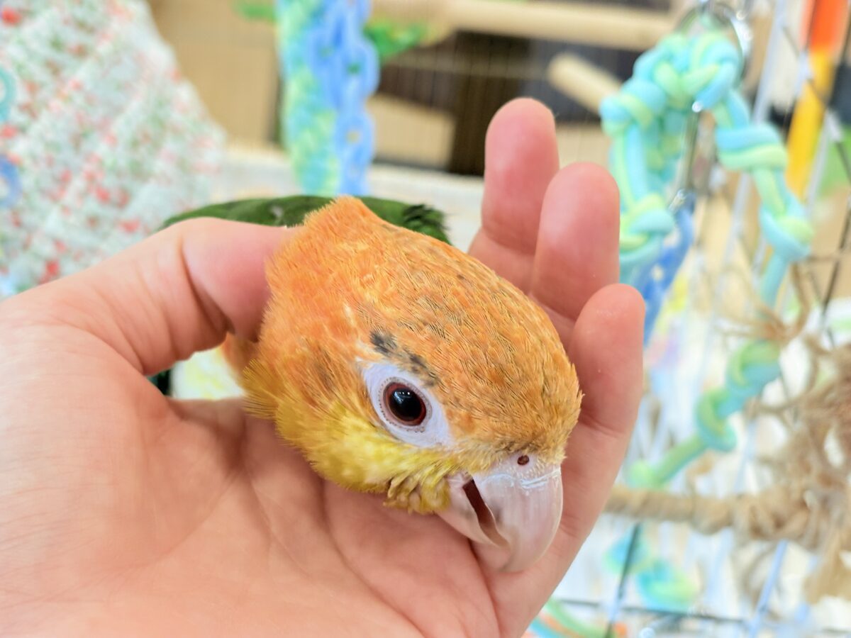 シロハラインコ