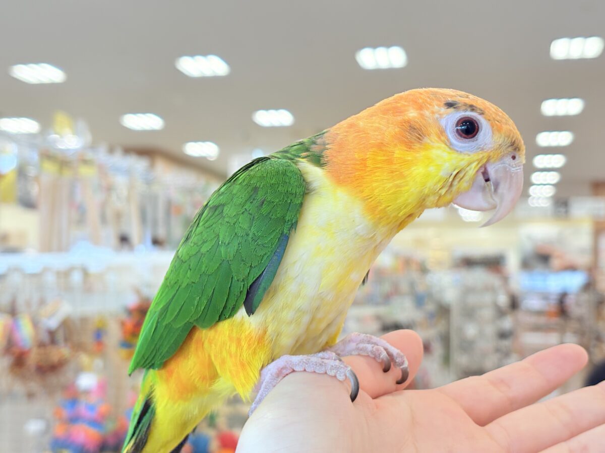 シロハラインコ
