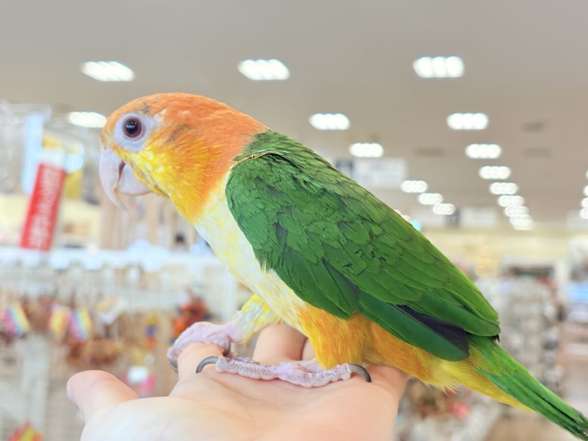 シロハラインコ