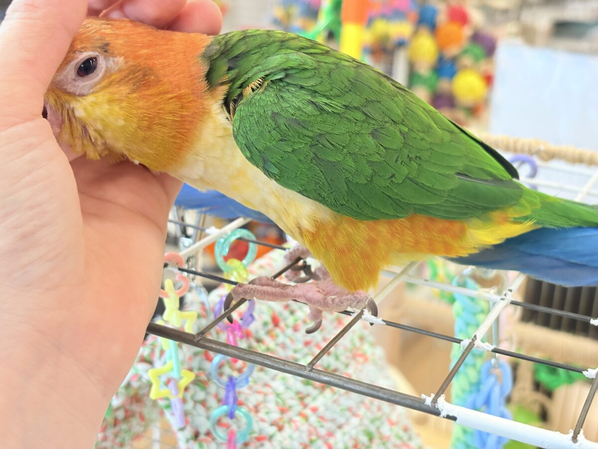 シロハラインコ