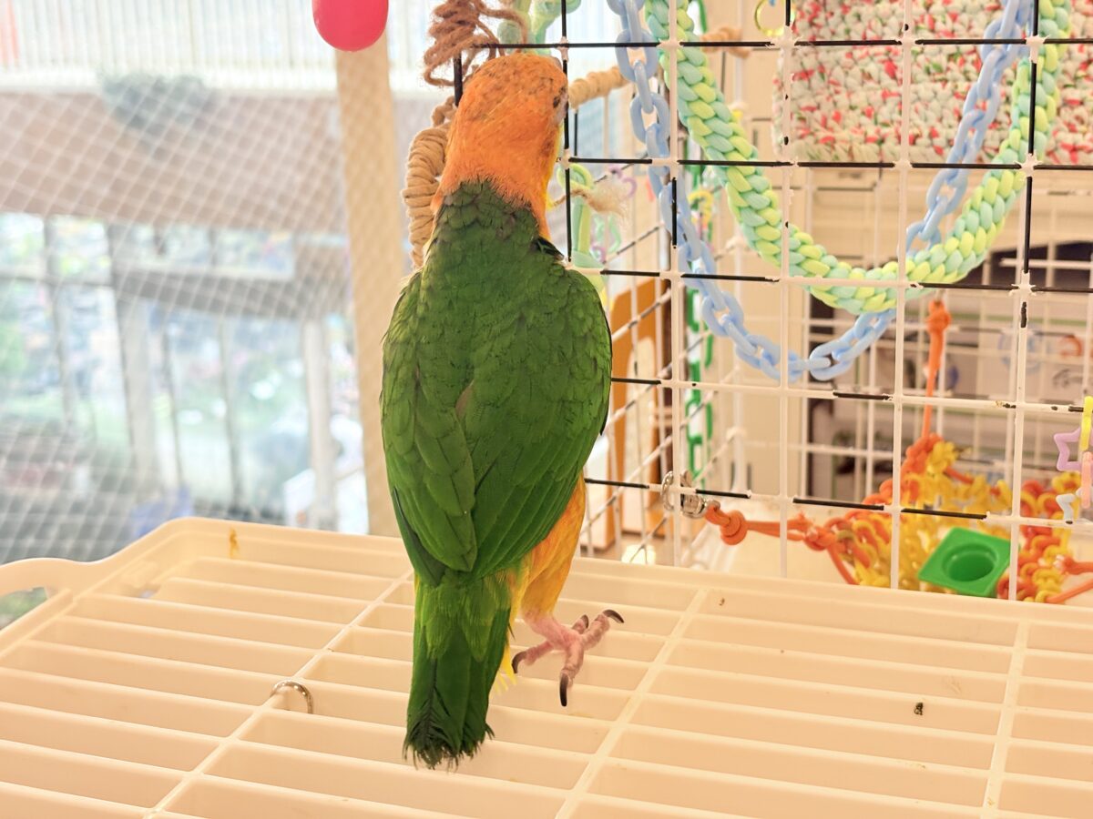 シロハラインコ