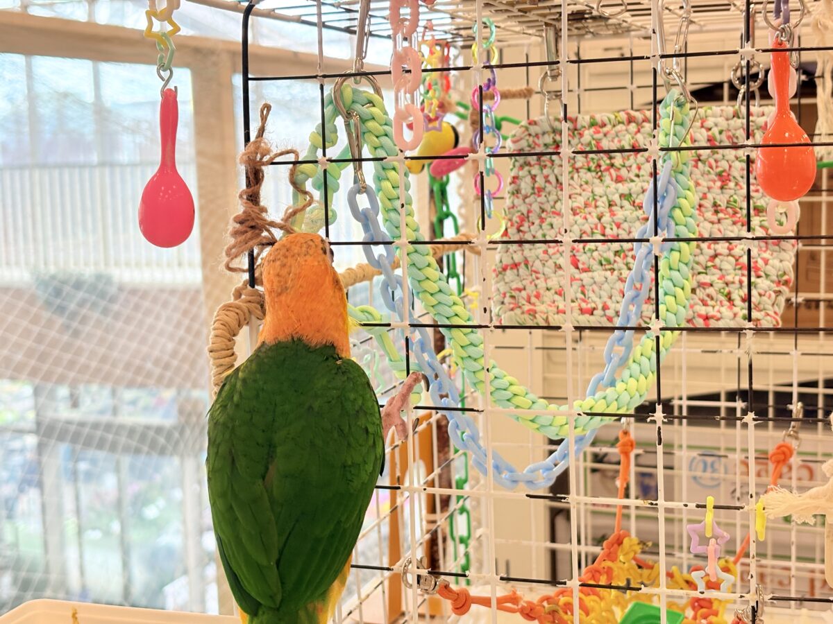 シロハラインコ