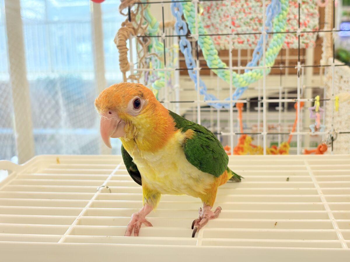 シロハラインコ