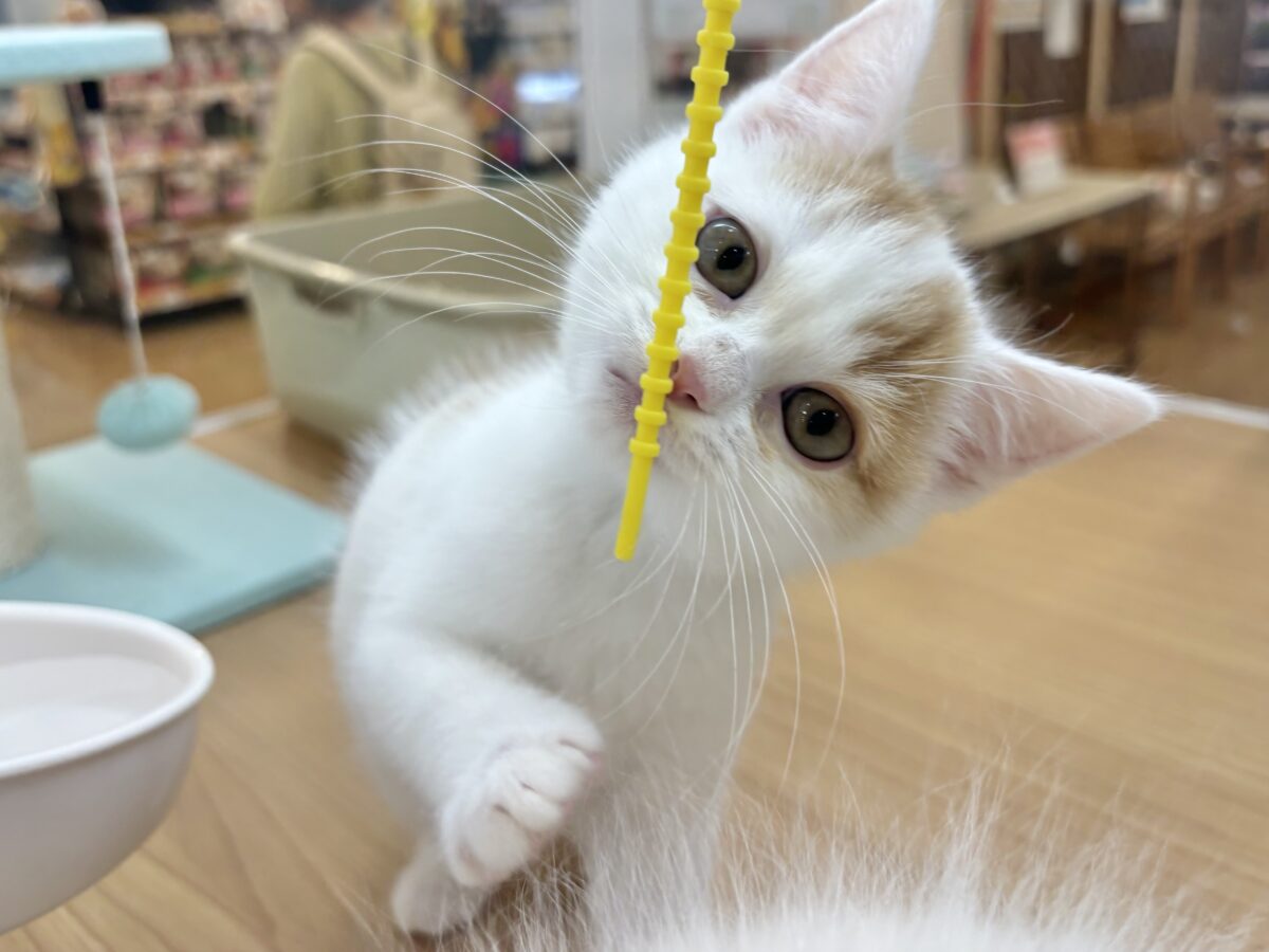 スコティッシュフォールド