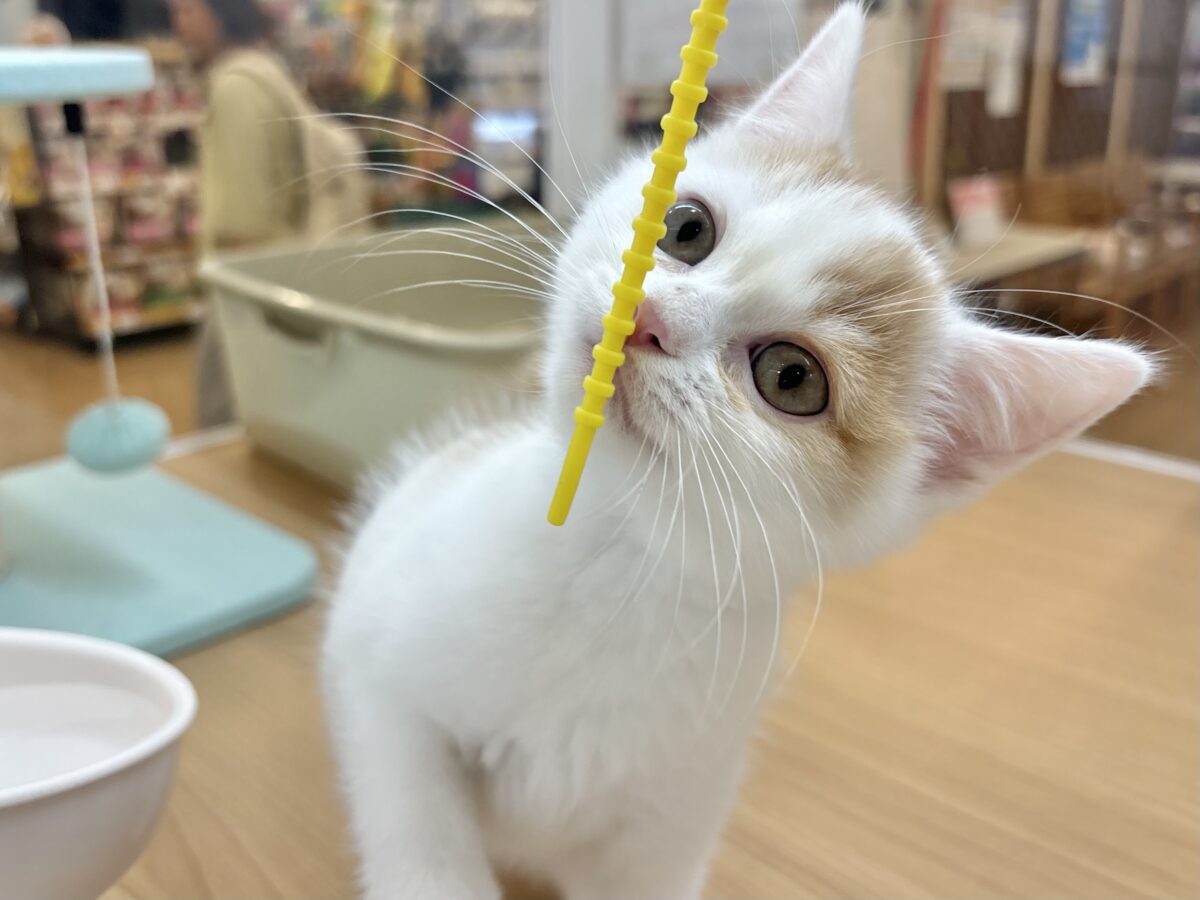 スコティッシュフォールド