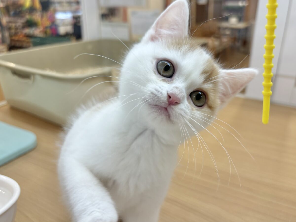 BGMは一生こ〜れ♡ｺﾞﾛｺﾞﾛ…ｺﾞﾛｺﾞﾛｺﾞﾛ…スコティッシュフォールドくん！
