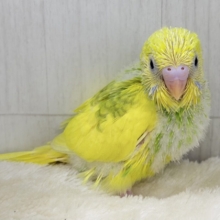のりたまパッパ🍚🍳個性爆発系セキセイインコ💛