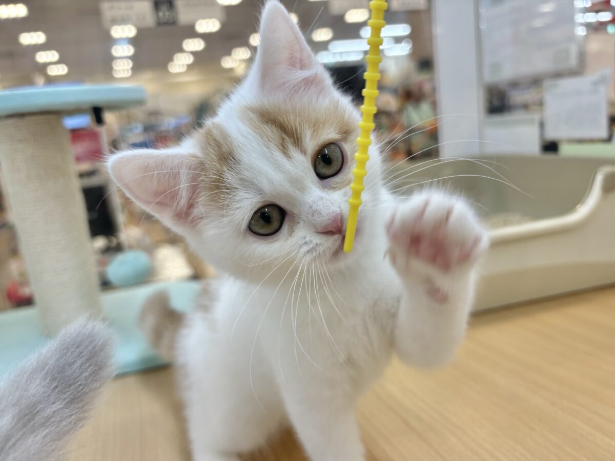 スコティッシュフォールド