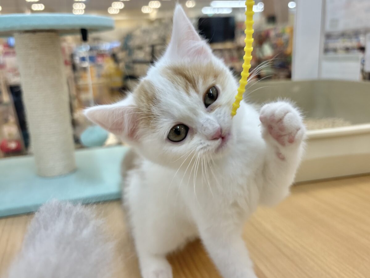 スコティッシュフォールド
