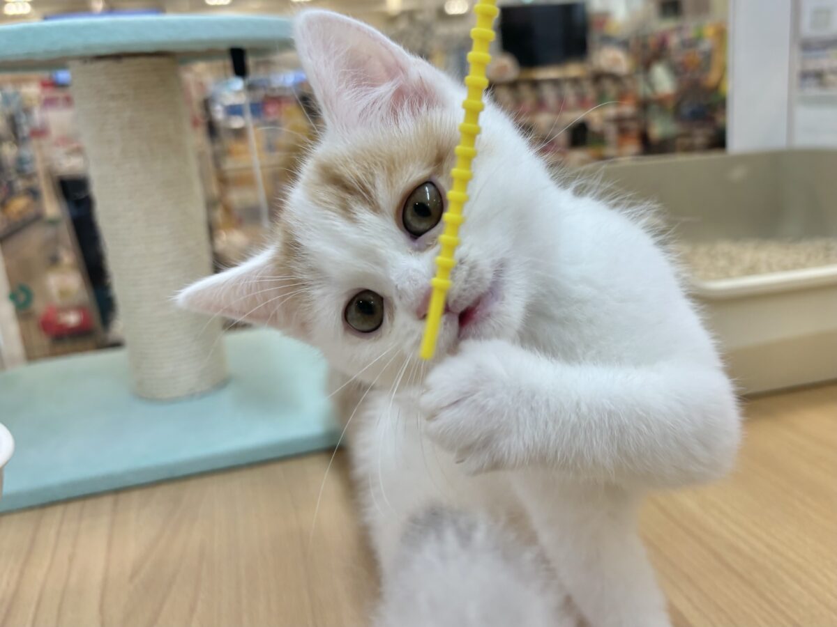 スコティッシュフォールド