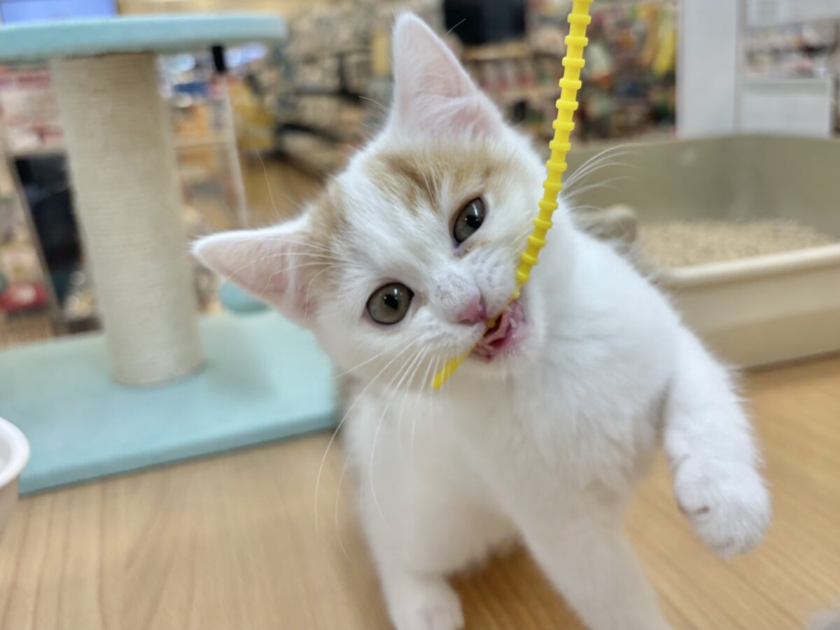 スコティッシュフォールド