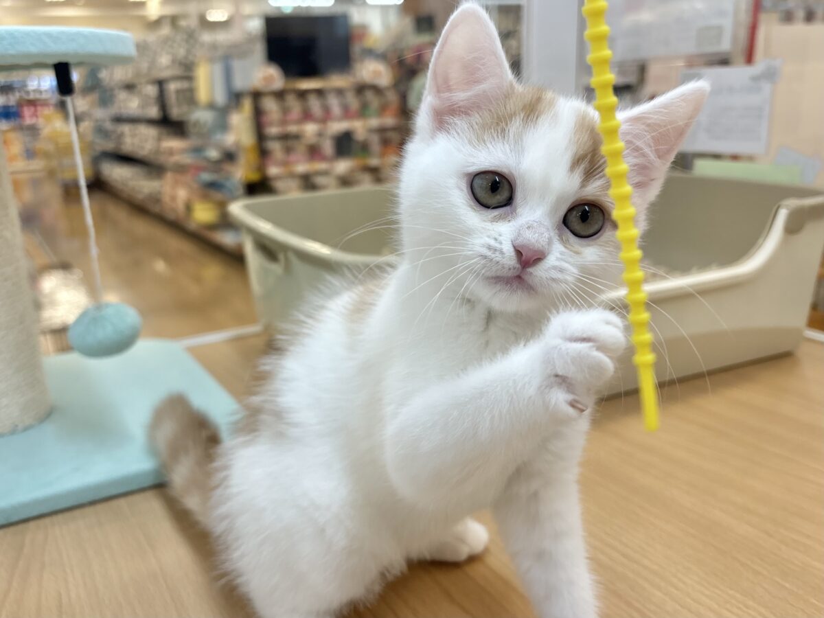 スコティッシュフォールド