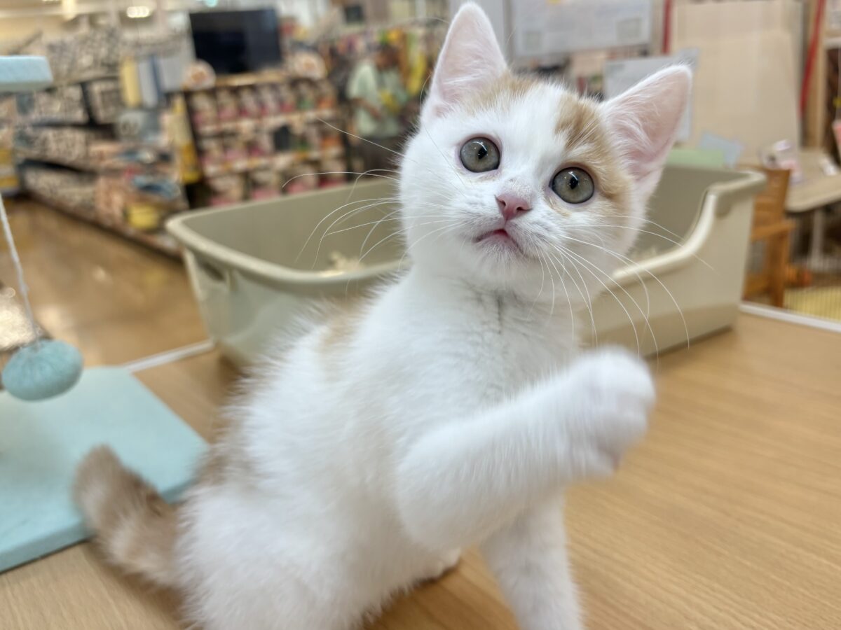 スコティッシュフォールド