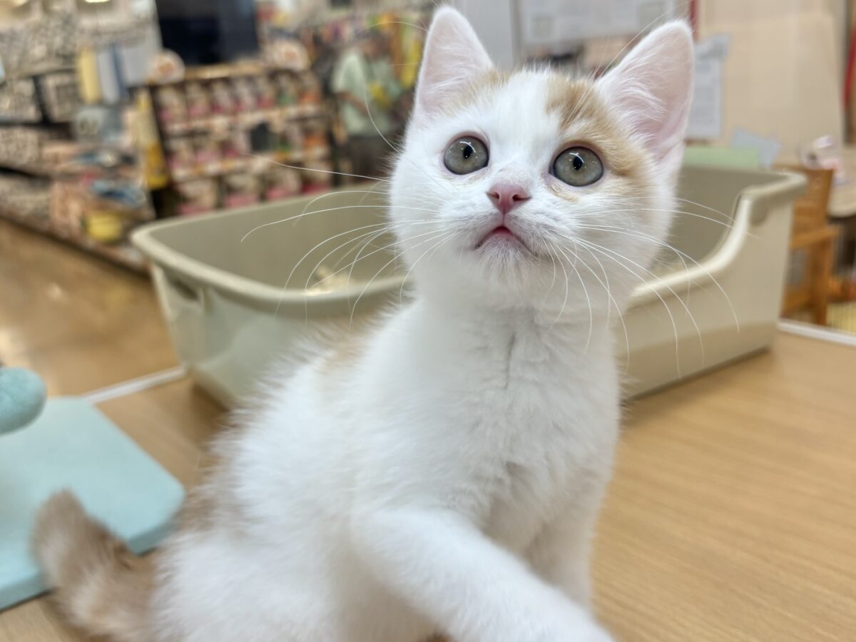 スコティッシュフォールド