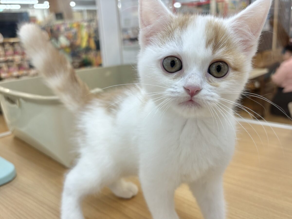 スコティッシュフォールド